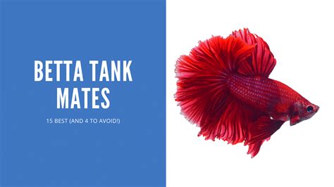 Betta Tank Mates – 15 Best (And 4 To Avoid!) .
